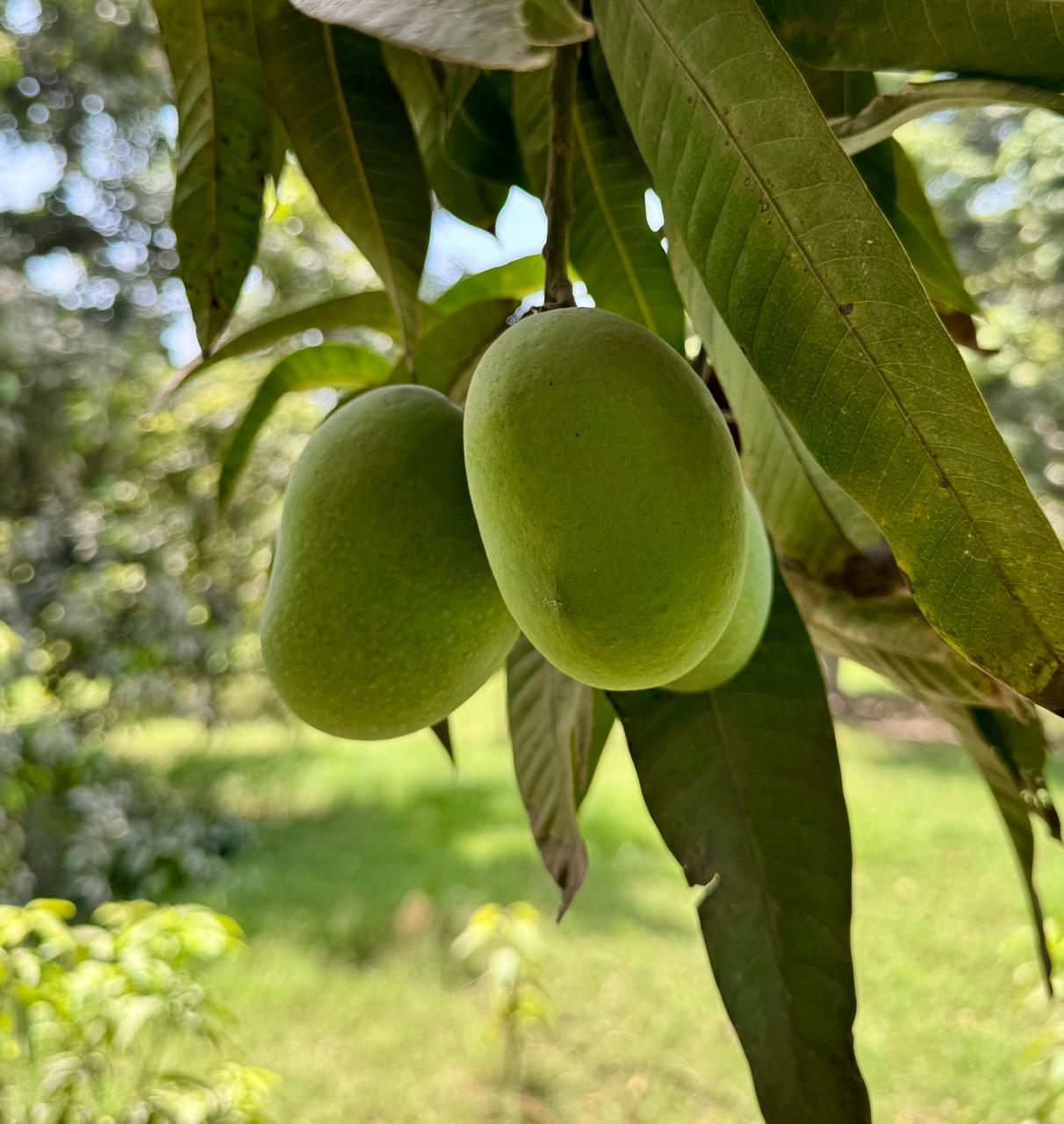 Mango Crest Anwar Ratol Mangoes