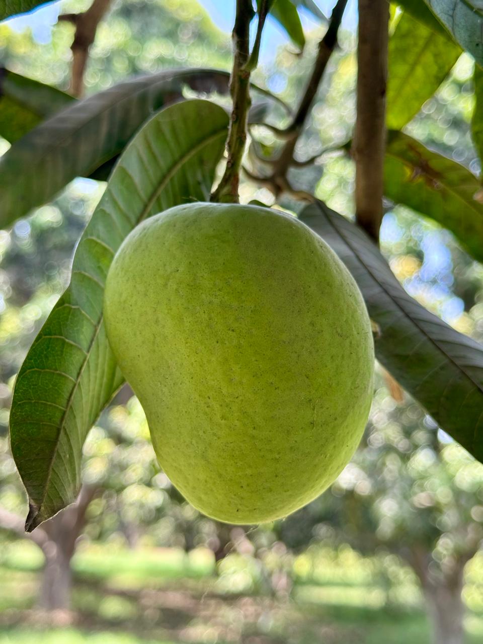 Mango Crest Anwar Ratol Mangoes