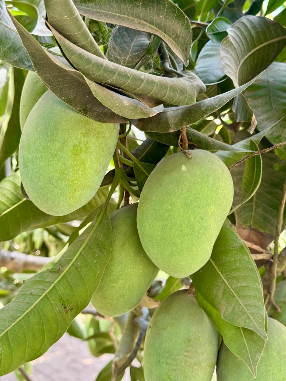Mango Crest Chaunsa Mangoes | Coming Soon