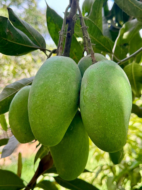 Mango Crest Premium Dussehri Mangoes
