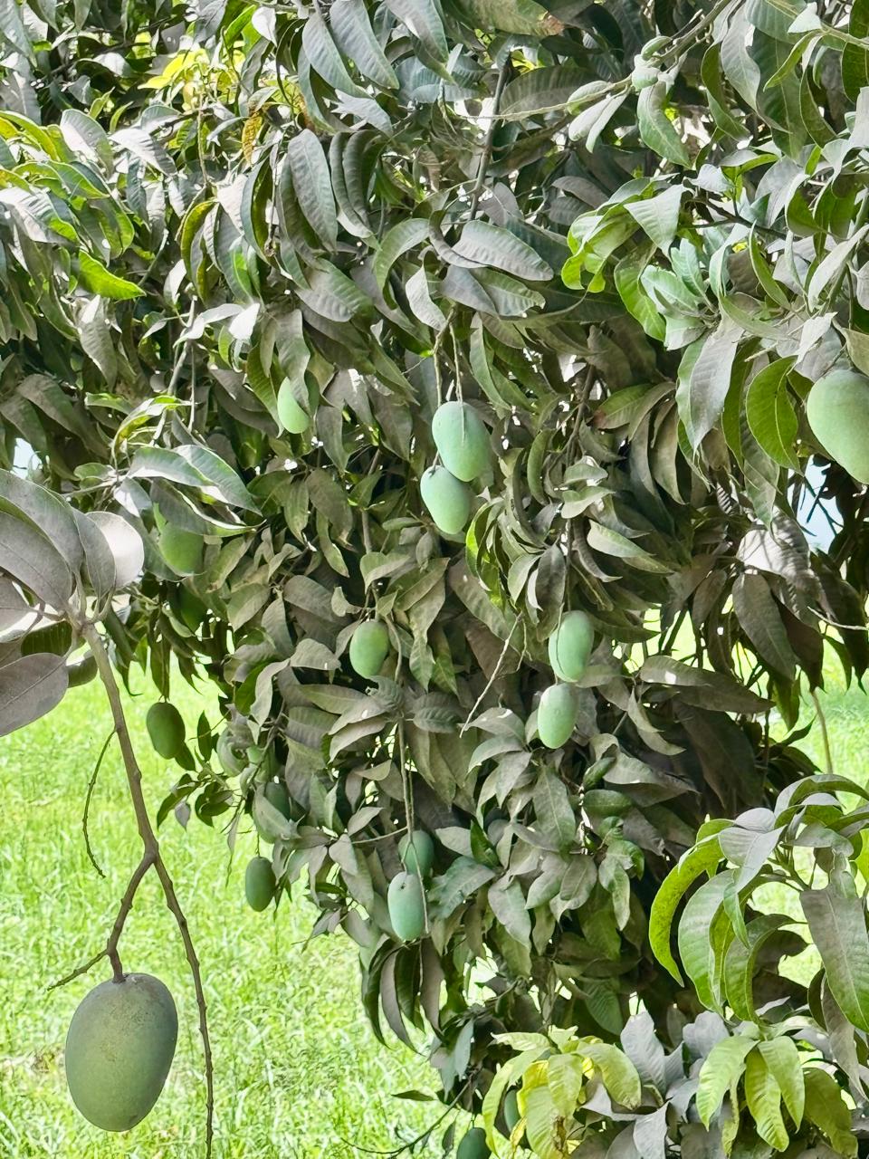 Mango Crest Premium Dussehri Mangoes